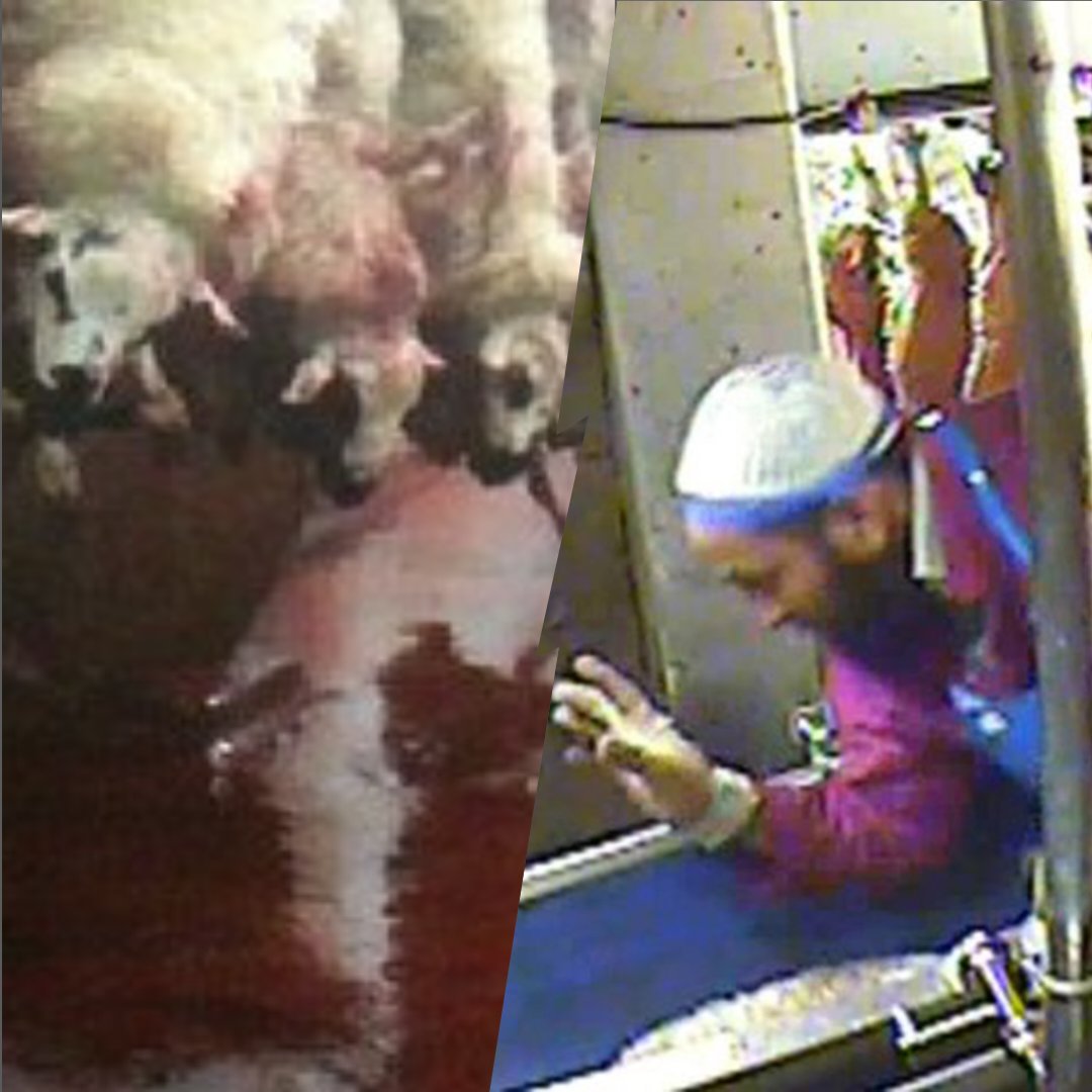 I say Halal slaughter should be banned in the UK.
Drop a ❤️ if you agree &amp; RT &amp; Follow Me!