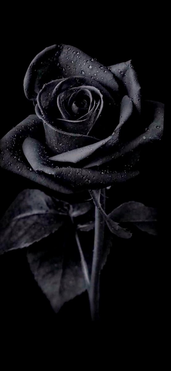 Parachick83's tweet photo. "Death is not the greatest loss in life, the greatest loss is what dies inside us while we live." ~Norman Cousins https://t.co/gs9nguHBev