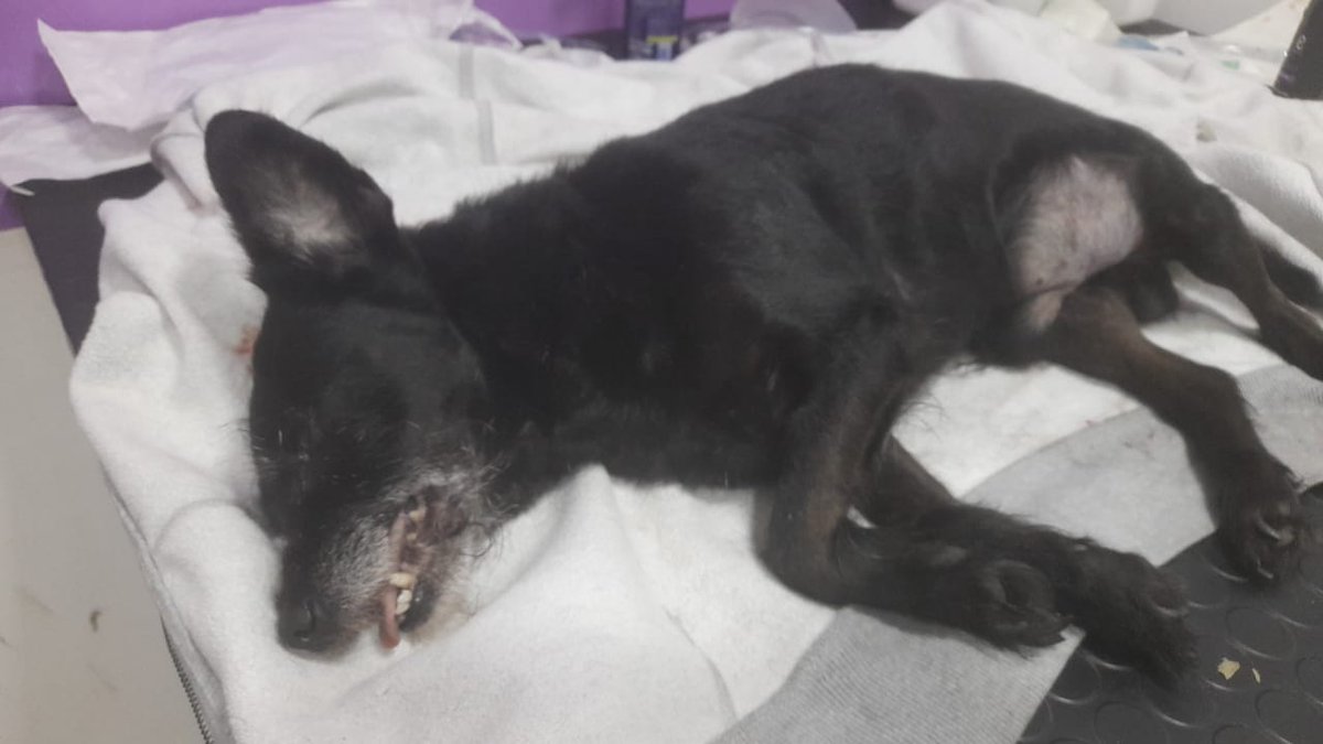 enrivm's tweet photo. @ANDEOficial A este perrito le atropellado con una camioneta de la ande, lo dejaron agonizamdo sobre 22 y Jo A Flores.... en la zona se encuentran varios testigos... pueden hacerle llegar al chófer que manejaba el vehículo que atropello al perrito no aguanto.... https://t.co/S0wK48ODDB