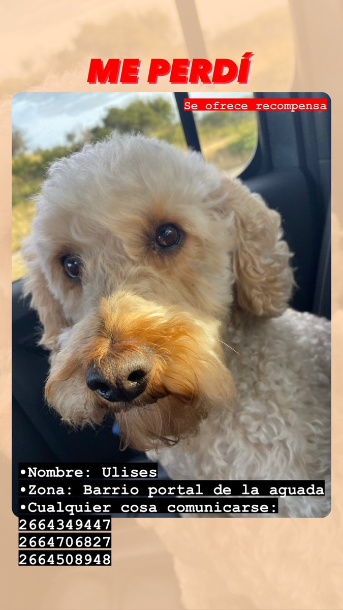 DelfiRuggeri's tweet photo. Seguimos buscando a Uli🥺 https://t.co/hUxv4wTPX4