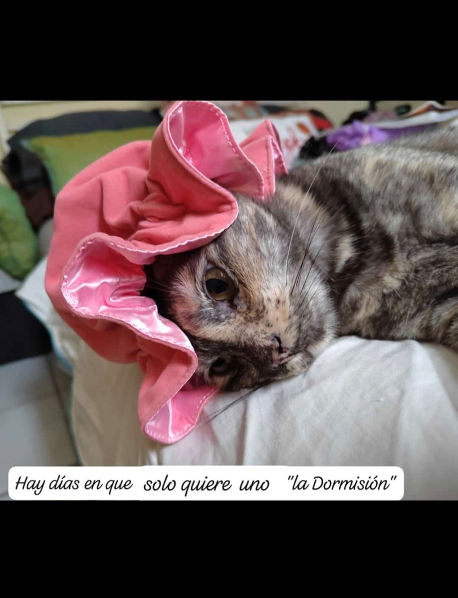 Cc tienes un gato dramático, flojo o depresivo? <a href="/Guirnalda18/">🦋👑 Princesa bendecida 👑🦋</a>