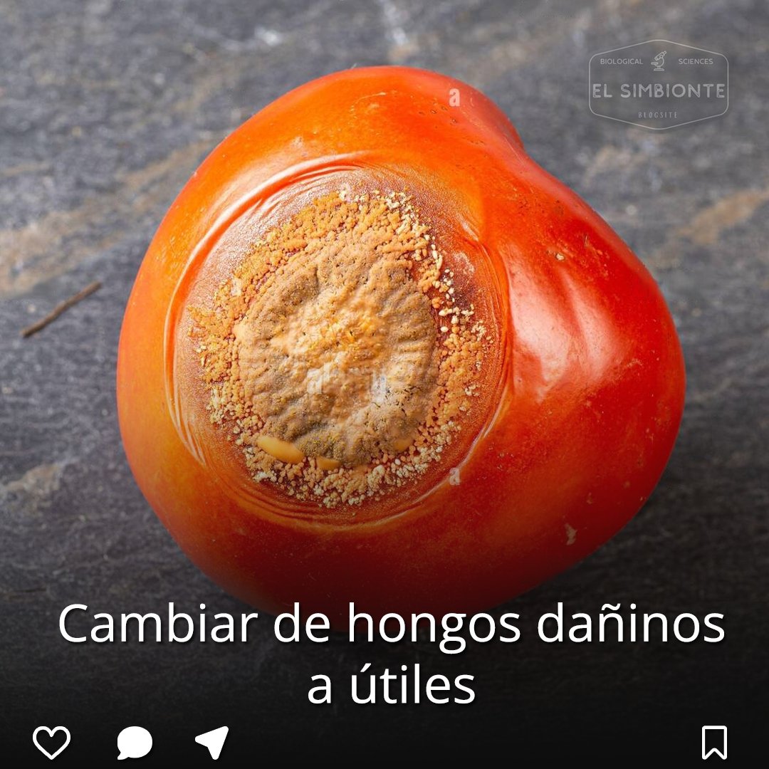 elsimbionteblog's tweet photo. https://t.co/CpVYwjz9rQ🔗
.
.
💻 https://t.co/HBed89bLLo
📷 Alamy
.
.
#agriculture #agricultura #agriculture_global #simbiosis #mutualismo #hongo #hongos #Colletotrichum #antracnosis #hongos🍄 #setasyhongos #especie #animal #animals #animales #ciencia #biología #nature #life https://t.co/nwpUMUZeHe