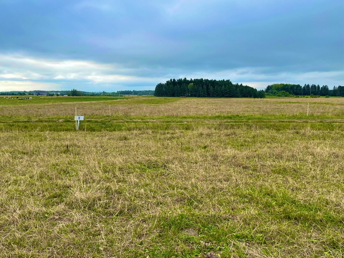 This is normally the time of year when pastures look their best, but wow it has been quite a dry summer and hardly any 🌧️ in the forecast.