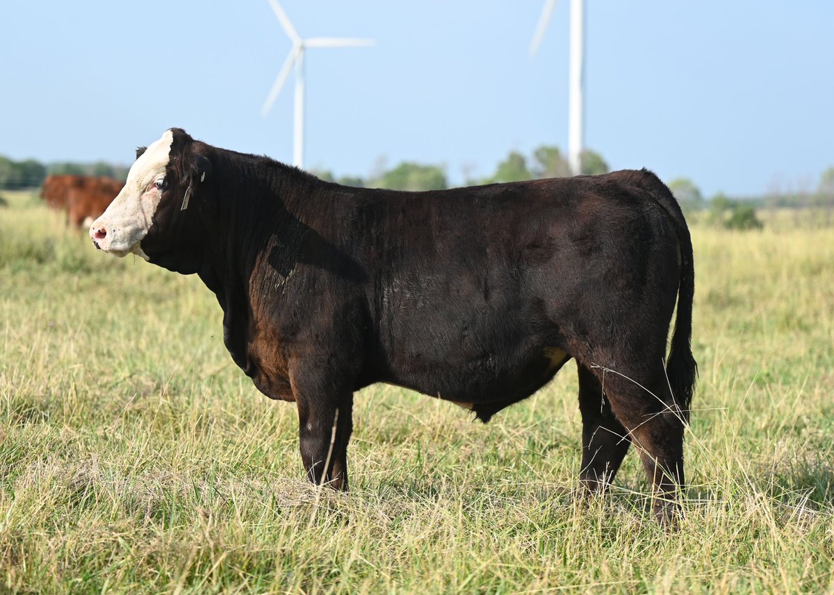 Bryce Ribey tweet media