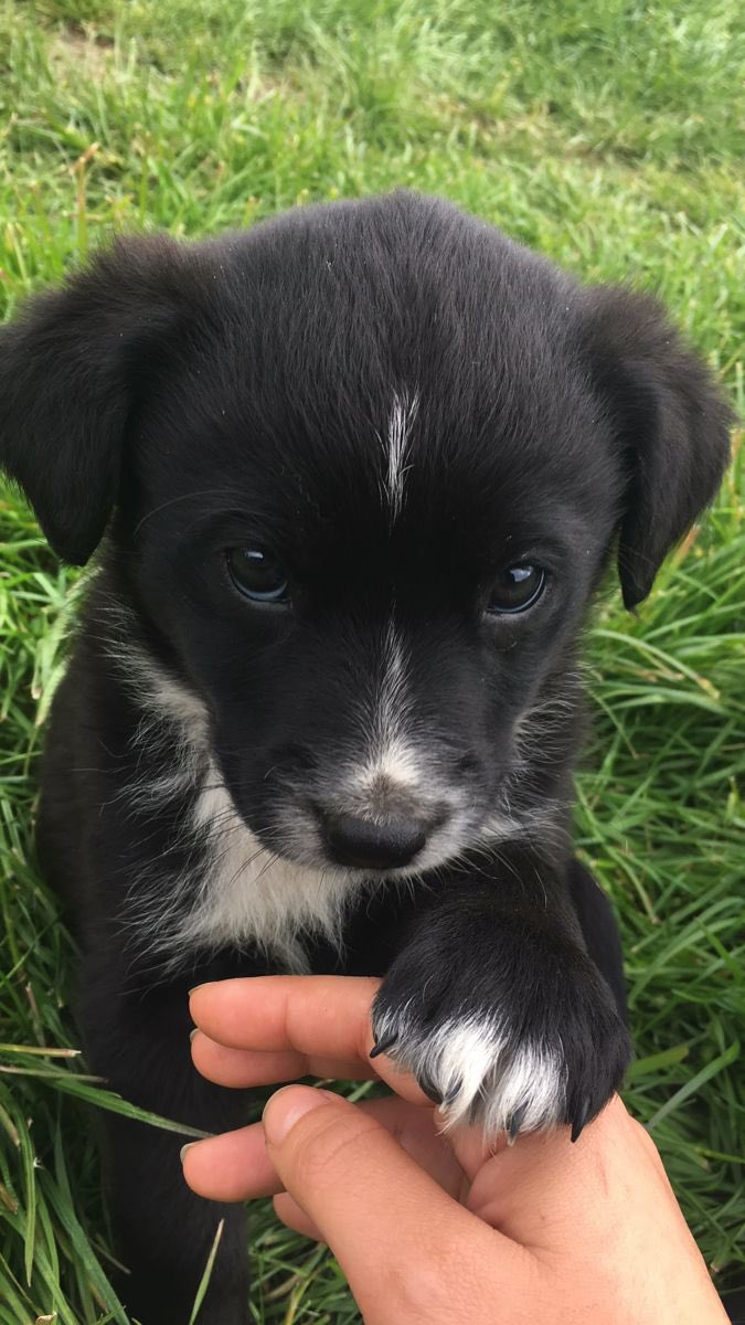 💖 (@twaniimals) on Twitter photo 