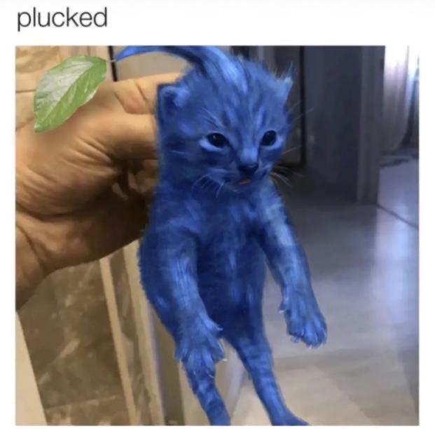 fairylight69's tweet photo. I’ve come to find a new obsession of pikmin https://t.co/Pl2zLCIskS