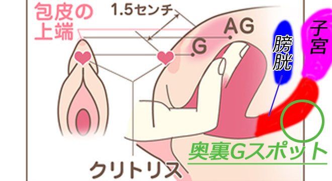 hame__mi's tweet photo. 【87％の男性は知らない】
【裏Gスポットでイカせる方法】

【裏Gスポット】
膣の入口から3〜4cm先、膣の奥より膣側にある。触ってみて凹んでいる場所が裏Gスポット。

【奥裏Gスポット】
奥の方にある。膀胱を通り過ぎて子宮の手前までいったお尻側にある。バイブなどで探すのがいい。

見つけたらゆっくりやさしく刺激するだけ。

裏Gスポットをマスターして
イカせまくれ。