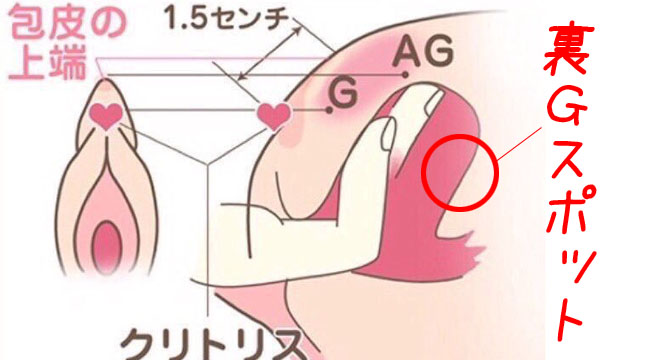 hame__mi's tweet photo. 【87％の男性は知らない】
【裏Gスポットでイカせる方法】

【裏Gスポット】
膣の入口から3〜4cm先、膣の奥より膣側にある。触ってみて凹んでいる場所が裏Gスポット。

【奥裏Gスポット】
奥の方にある。膀胱を通り過ぎて子宮の手前までいったお尻側にある。バイブなどで探すのがいい。

見つけたらゆっくりやさしく刺激するだけ。

裏Gスポットをマスターして
イカせまくれ。