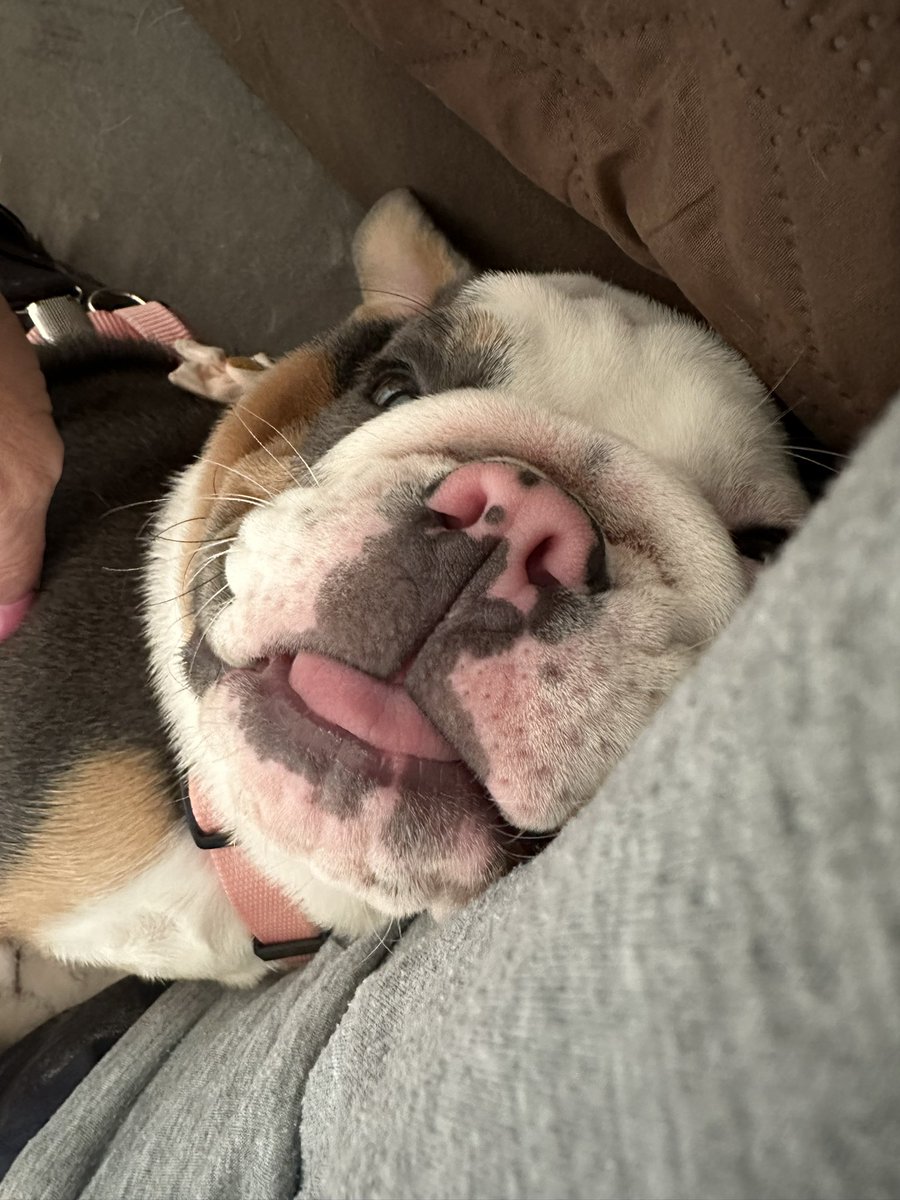 EmmyRose (G💗's sis) & LunaBean tweet media