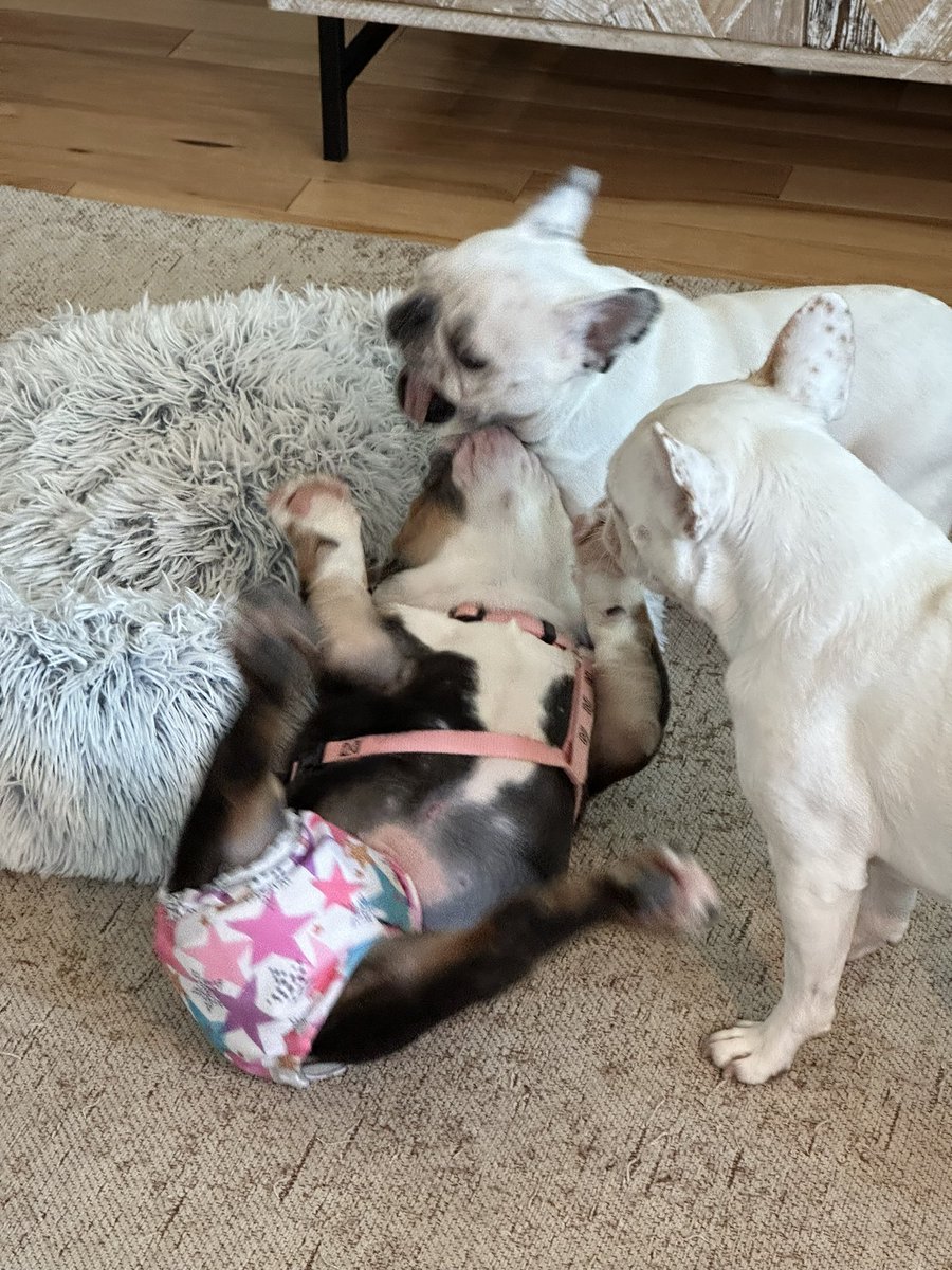 In case you’re wondering, we’re starting to think this foster sister is pretty cute 😉