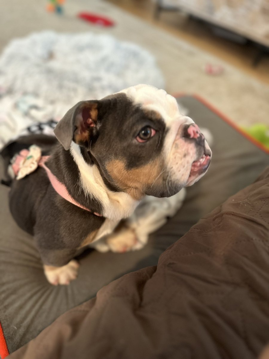 EmmyRose (G💗's sis) & LunaBean tweet media