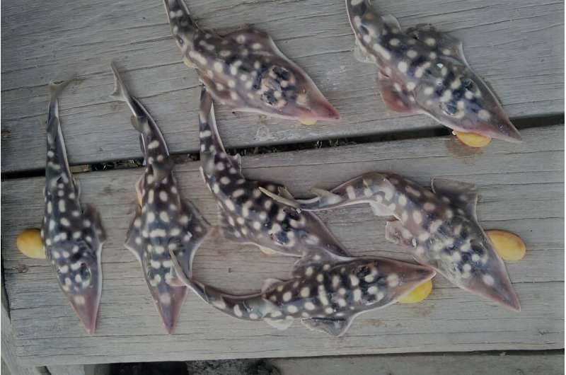 IN THE NEWS: The search for the habitat of an elusive fish, the clown wedgefish (Rhynchobatus cooki)

A team from Indonesia, Australia, &amp; the US, are hoping to find the home of a heavily endangered fish, which has only ever been recorded at markets.

phys.org/news/2023-09-h…