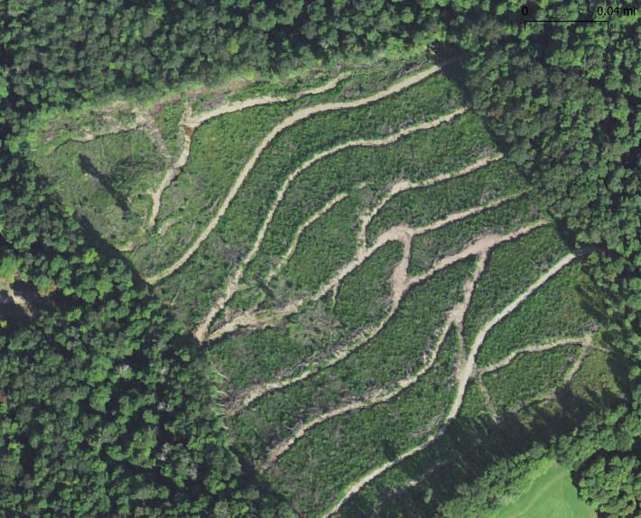 Speak4Trees2 (@speak4trees2) on Twitter photo #Clearcutting on 40%- 65% slope! That's what the <a href="/forestservice/">USDA Forest Service</a> proposes in the #UpperCheatRiver project to clearcut 3,500 acres of the Monongahela N.F. Analysis shows that 63% of stands to be #clearcut have slopes 40% or more. The stand already cut below has slopes of 40%-65% #Clearcutting on 40%- 65% slope! That's what the <a href="/forestservice/">USDA Forest Service</a> proposes in the #UpperCheatRiver project to clearcut 3,500 acres of the Monongahela N.F. Analysis shows that 63% of stands to be #clearcut have slopes 40% or more. The stand already cut below has slopes of 40%-65%