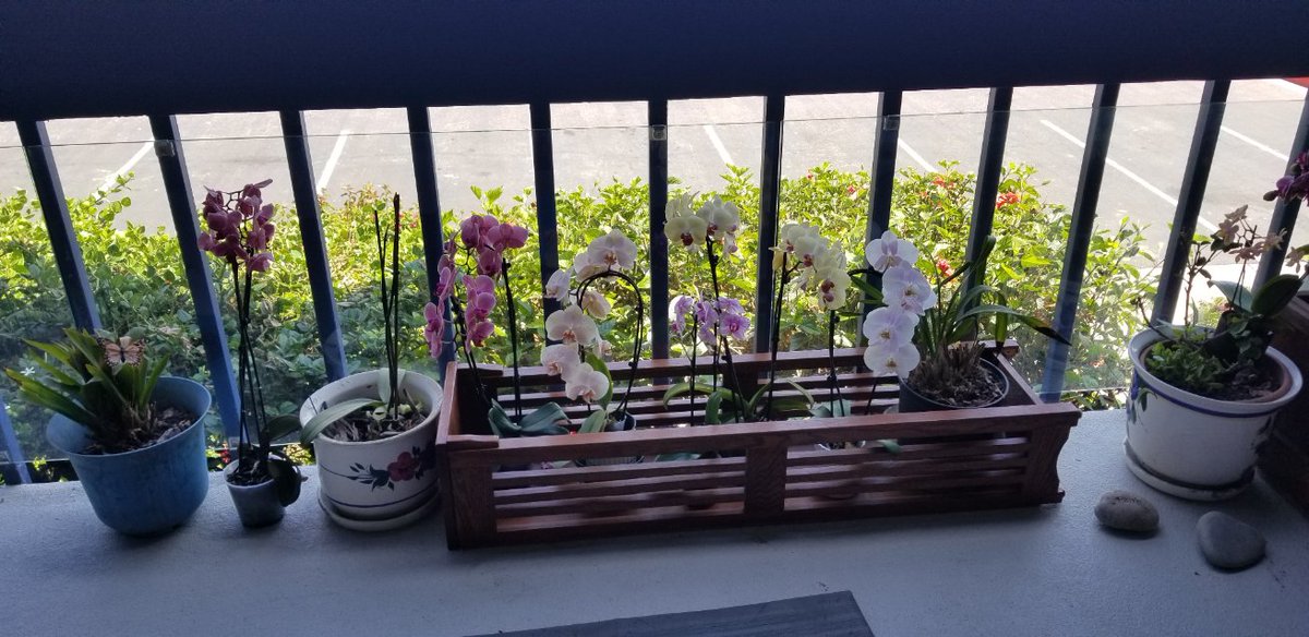 Otalia69's tweet photo. Just a quick trip to #WesterlayOrchids, in #Carpinteria, to add to my client's beautiful collection...🌞 #weekdayworkday #caregiver #WednesdayWorkday
@WesterlayOrchid https://t.co/D2ojRjmGq9