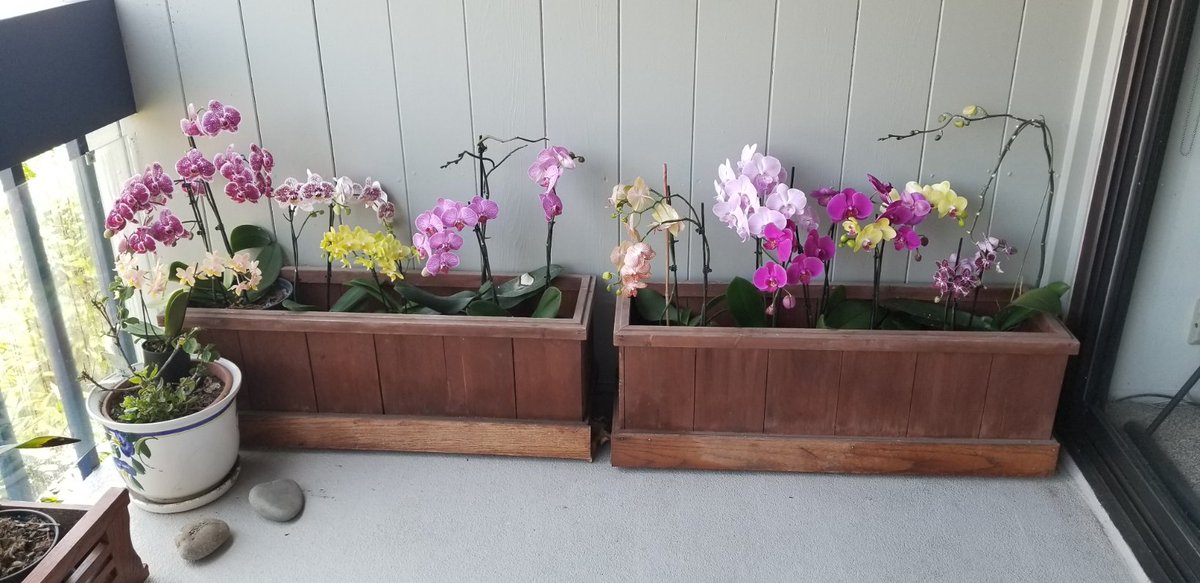 Otalia69's tweet photo. Just a quick trip to #WesterlayOrchids, in #Carpinteria, to add to my client's beautiful collection...🌞 #weekdayworkday #caregiver #WednesdayWorkday
@WesterlayOrchid https://t.co/D2ojRjmGq9