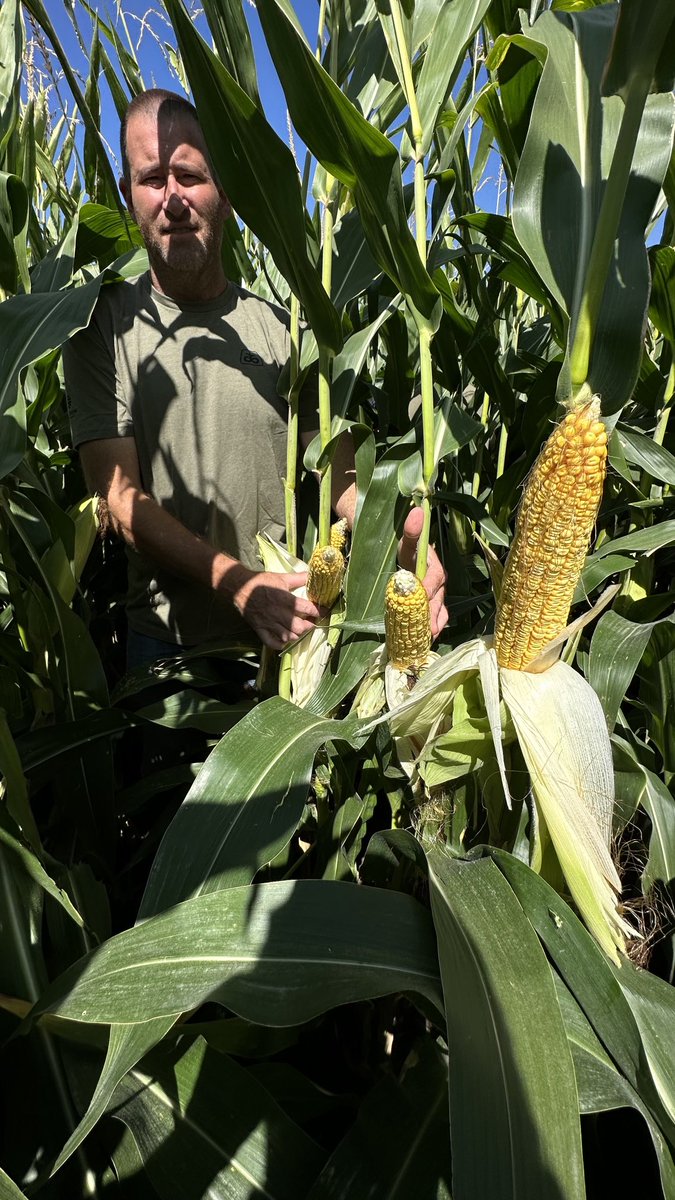 wardynmi's tweet photo. Wyoming &amp; Scottsbluff corn tour.   ⁦@PioneerSeeds⁩ ⁦@csauder34⁩ ⁦@CaseyJagers⁩ https://t.co/kAY0lhSR5k