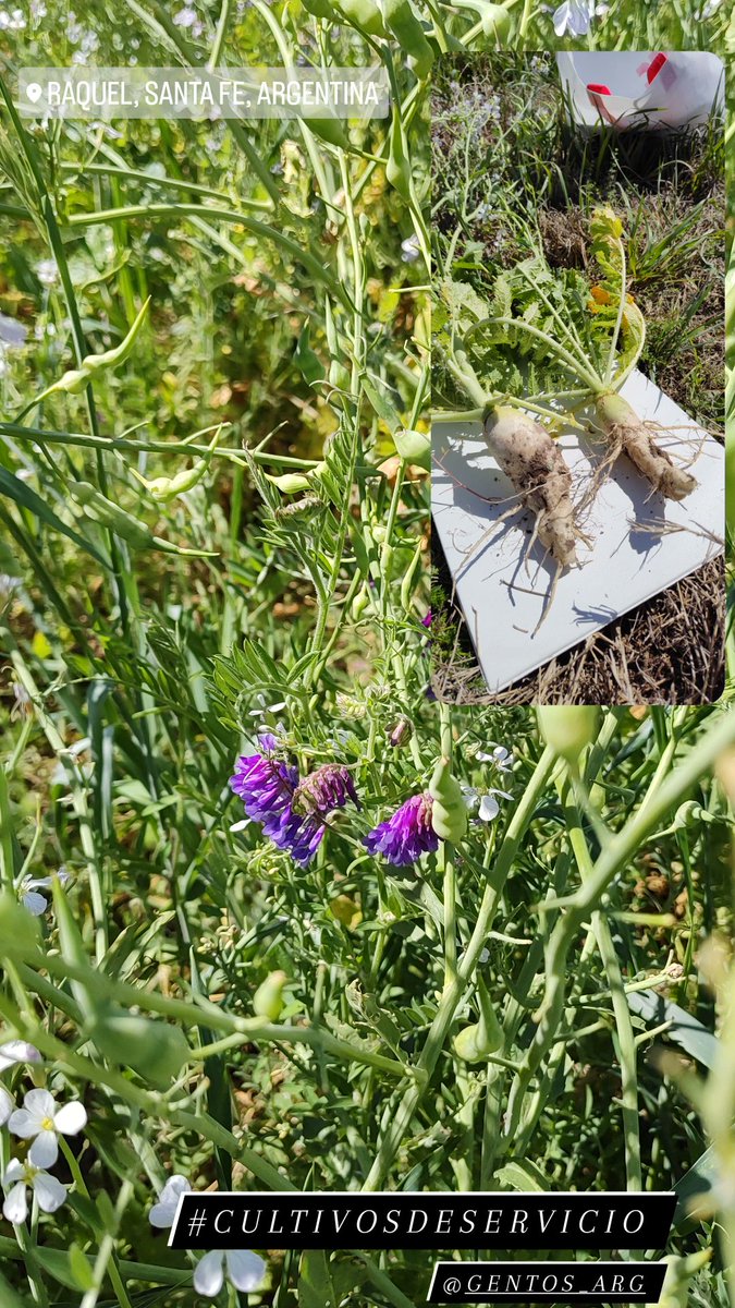 Popurrí de la semana
1) Charlamos de alfalfa y mejoramiento de bajos en Río Cuarto.
2) Visitamos un tambo de punta con todo el equipo para consolidar aspectos técnicos en sistemas pastoriles.
3) Evaluamos cultivos de servicio en Raquel, SF
#gentedepastos <a href="/GentosArg/">Gentos Argentina</a> #sumandokm