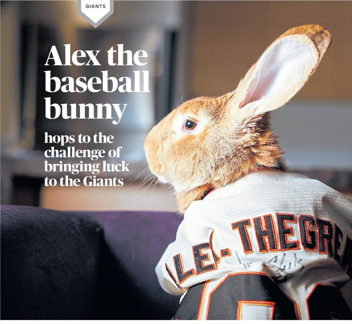 <a href="/stopthistrain28/">the ghost of wade boggs</a> <a href="/JemWilson84/">Jemma Wilson</a> <a href="/SFGiants/">SFGiants</a> The rally rabbit for the <a href="/SFGiants/">SFGiants</a>