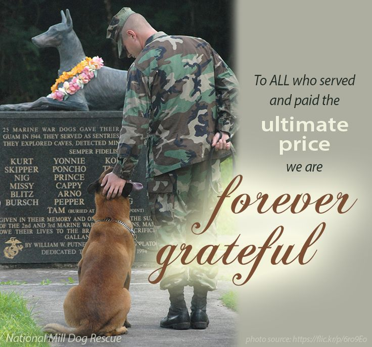 Veteran Nation tweet media