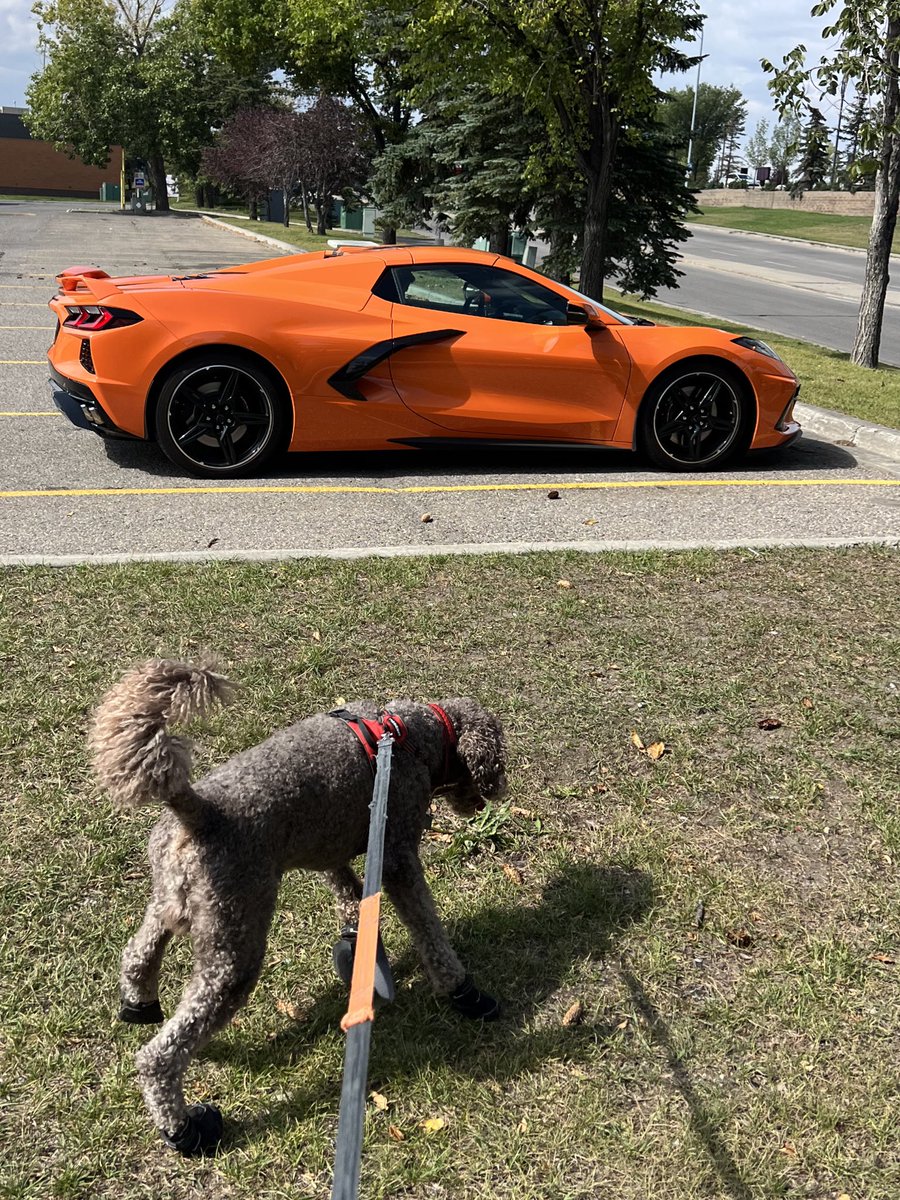 Let’s go see the rocket ship papi! #spoo #spooneedsaride #dadsdreamcar #corvette #C8 #midengine #chevrolet