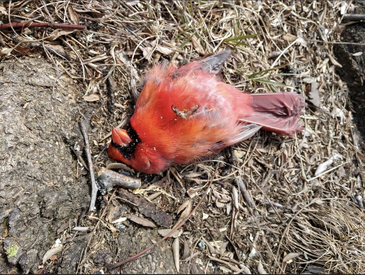 Royse City Barstool tweet media