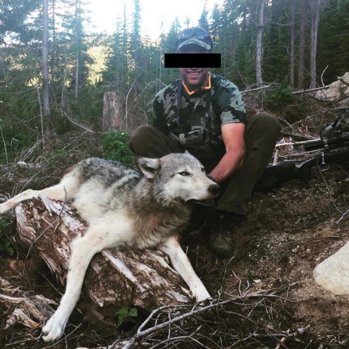 BanKillContests's tweet photo. .@POTUS @VP @SecDebHaaland @Interior @USFWS This is how states manage wolves. Get the picture? #Elections2024 #AnimalAdvocatesVote https://t.co/D284juVDlK