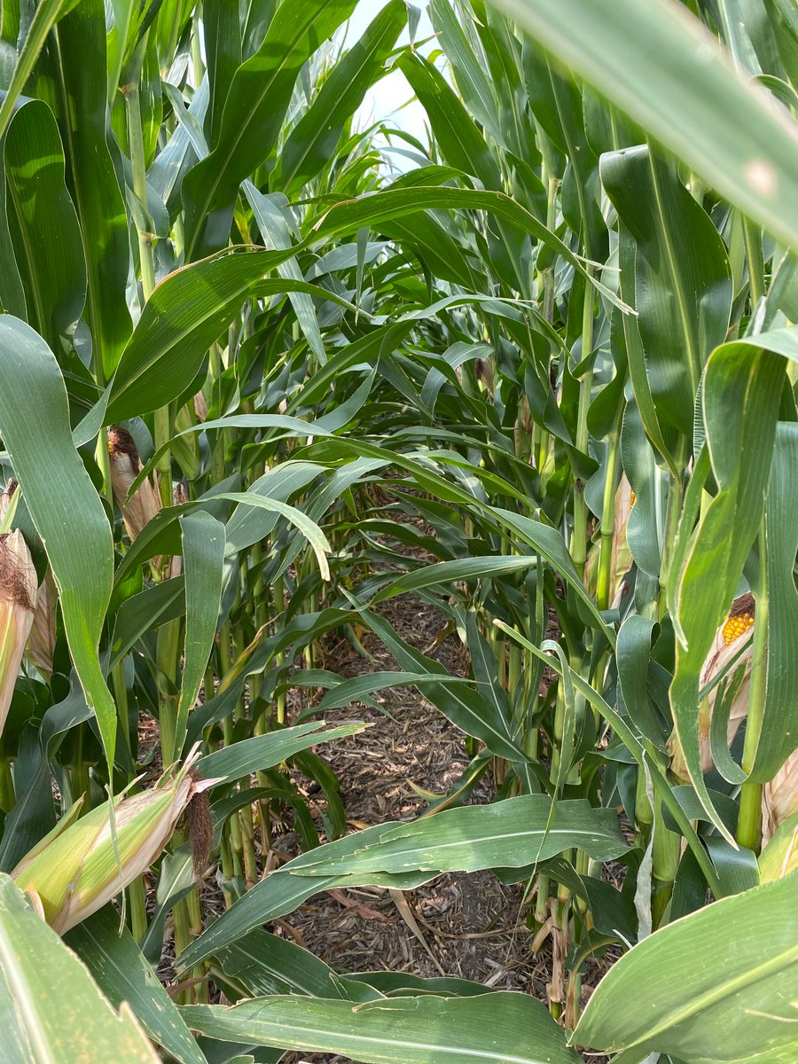 #Corn been spendin’ most their lives livin in a #rootworm paradise. 

RR2 vs SS in this specific plot side-by-side at the Britton,SD #AnswerPlot. (This is long term corn-on-corn for reference). <a href="/CROPLANseed/">CROPLAN_North</a>  <a href="/SDSUExt_Insects/">Adam Varenhorst</a>