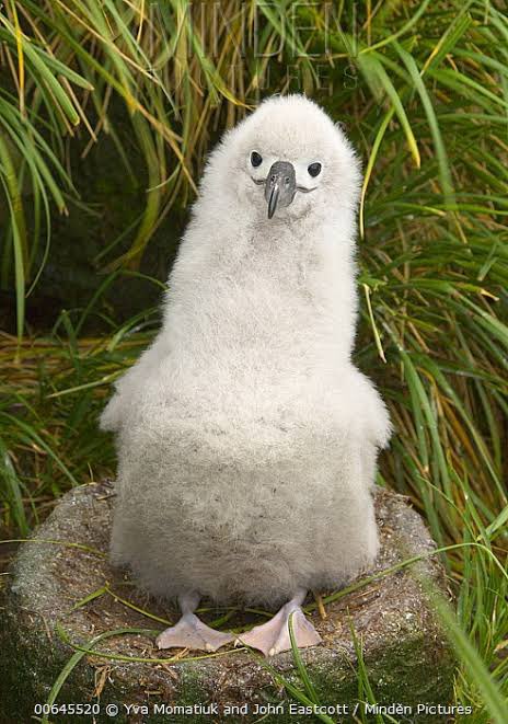 My attempt at a grey headed albatross chick in a mud nest for #TSBakeOff2023 😄🕊️

I’ve never tried to decorate with fondant before 😬

#tsbakeoff #threatenedspecies #threatenedspeciesday