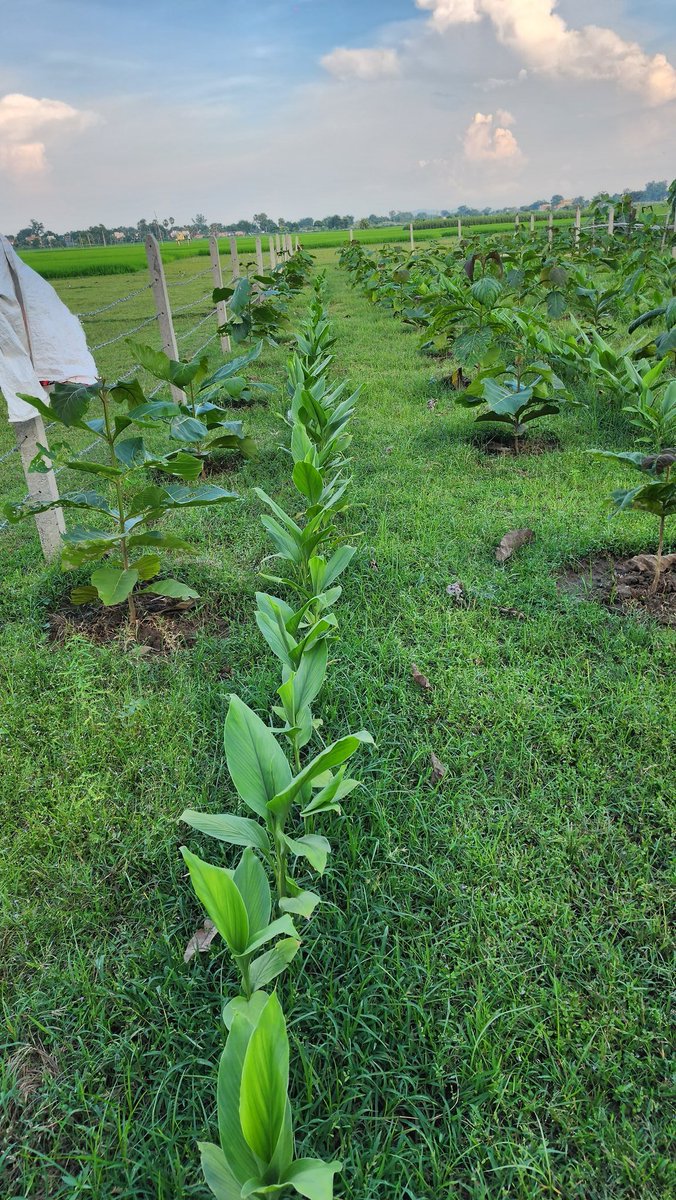 Example of Agroforestry.
Plantation Done by MGNREGS. Turmeric farming between Sagwan Plants.
#BiharRuralDevelopmentDept.
#JalJeevanHariyali