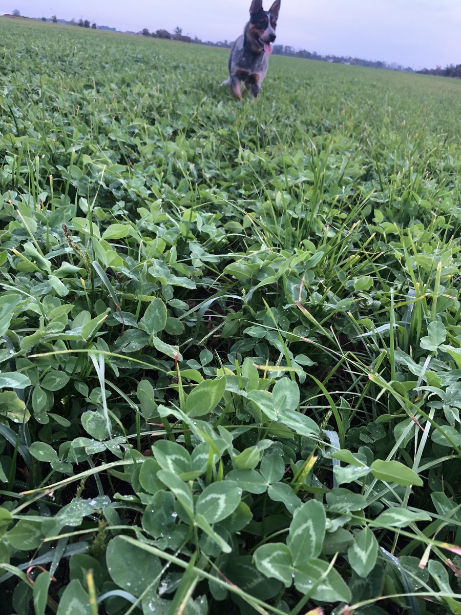 FirstLineAngus's tweet photo. The new seeding is coming along nicely after it’s first cut two weeks ago. 

30% DC Red Clover &amp; 70% Sugarcrest Festulolium from General Seeds. 
#cdnag #cowchow #heelers https://t.co/5f0YvjfiSP