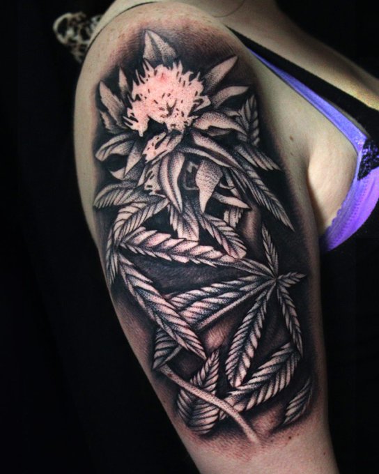Highhhhh! Here&rsquo;s my new tattoo!!!! Done by @TiToTaTTooZ  . . @HIGH_TIMES_Mag  #Hightimes #stoner #weed<a class="tags" target="_blank" title="On Twitter" href="/?out=eyJ0eXAiOiJKV1QiLCJhbGciOiJIUzUxMiJ9.eyJpYXQiOjE3MjE5ODM2ODAsImlzcyI6InR3cG9ybnN0YXJzLmNvbSIsIm5iZiI6MTcyMTk4MzY4MCwiZXhwIjoxNzUzNTE5NjgwLCJyZWRpcmVjdF91cmwiOiJodHRwczovL3R3aXR0ZXIuY29tL1RpVG9UYVRUb29aIn0.9kXyowU9TqdviYvK9ckjSnsmG-v04_PcSkYWu1NeyYaNAJ5lzcaUnoA_-9vRYJfj5zvv4nVR9CsSnzFK25nIRg">@TiToTaTTooZ</a><a href="/tag/tattoo"class="tags"><span>#tattoo</span></a><a href="/tag/weed"class="tags"><span>#weed</span></a><a href="/tag/hightimes"class="tags"><span>#hightimes</span></a><a href="/tag/stoner"class="tags"><span>#stoner</span></a>