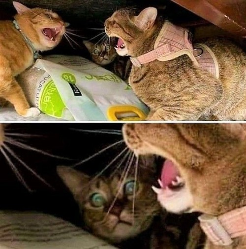 no peace in this house