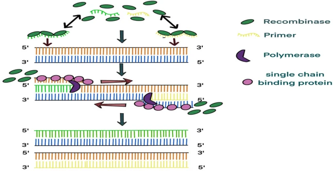 yakzaf's tweet photo. Hypervirulent Klebsiella pneumoniae detection methods: a minireview.
#Klebsiella #detection #minireview
https://t.co/v1Yom1SGem
#ArchivesOfMicro
#UniversityofChineseAcademyofSciences
@SpringerMicBio
@SpringerNature https://t.co/8BFvbz2rFk