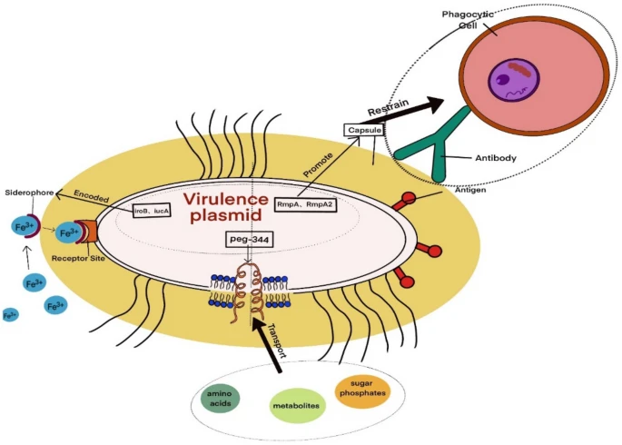 yakzaf's tweet photo. Hypervirulent Klebsiella pneumoniae detection methods: a minireview.
#Klebsiella #detection #minireview
https://t.co/v1Yom1SGem
#ArchivesOfMicro
#UniversityofChineseAcademyofSciences
@SpringerMicBio
@SpringerNature https://t.co/8BFvbz2rFk