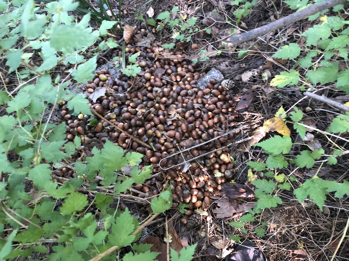 오늘 남산에서 추격전(?)끝에 잡은 도토리 도둑이 버리고 간 도토리. 족히 10kg 정도는 될듯. 요즘 야윈 청설모들이 보이던데… 나쁜 인간들. 여러분 산에서 도토리 가져가는 인간들 꼭 신고하세요.