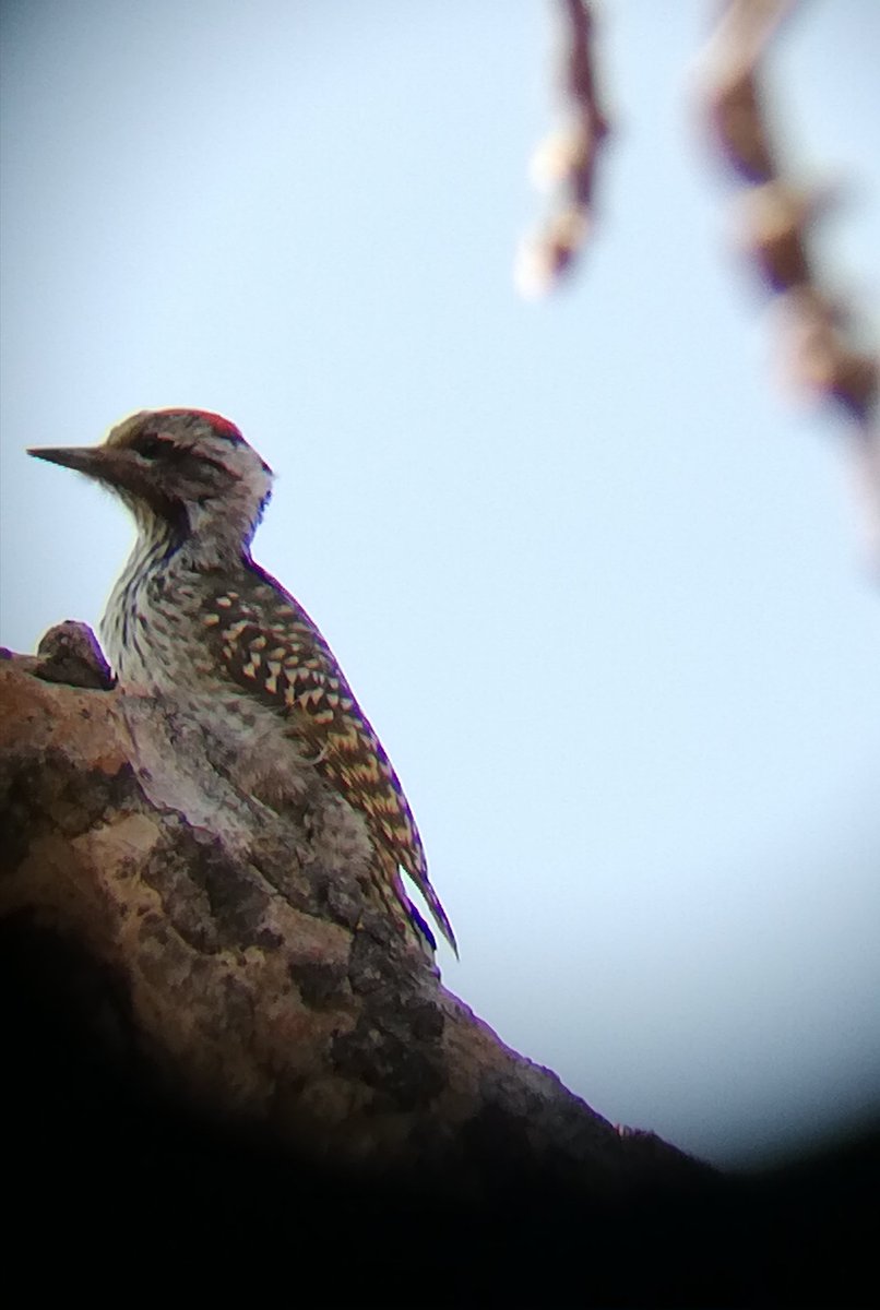 Cardinal Woodpecker in the Matobo National Park, Matabeleland Zimbabwe.
#BirdsSeenIn2023