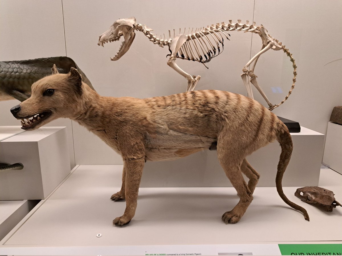 87 years ago today, the last known #thylacine died at #Hobart's zoo, marking the #extinction of the largest marsupial carnivore of modern times. #Museums are their only remaining habitat: the tragic reality of extinction is crystallised into their specimens. #ThreatenedSpeciesDay