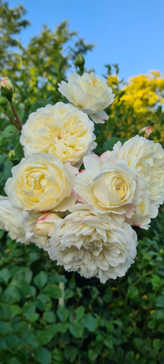 I just renewed my membership of the therosesociety.org.uk Formed in 2017 to serve The Rose, the Nation’s favourite flower and to help those who love her, grow, and enjoy the Queen of Flowers. #roses #GardeningTwitter well worth £10 a year.