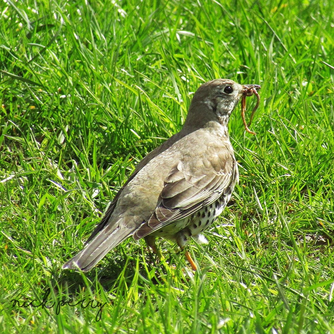 nickyperry82's tweet photo. GM #TwitterNatureCommunity
Anyone up for a #ThrushThursday thread? Please post your lovely thrush pics below I'll repost the lot have a top day😎 #birdphotography #NaturePhotography #BirdsOfTwitter #mistlethrush
#wildlifephotography #NaturePhotography #birdwatching #birds https://t.co/dPjxFQEVq4
