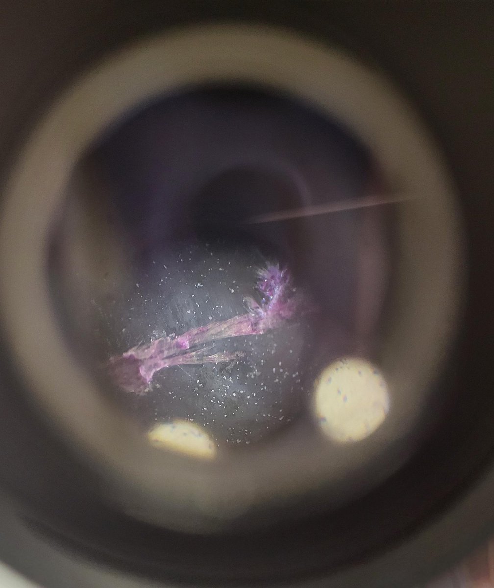 Forrester Science tweet media