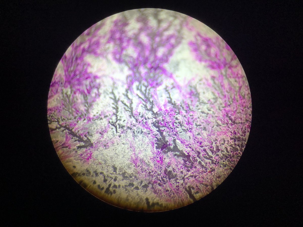 Forrester Science tweet media