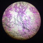 Photo by Forrester Science (@forries_science)