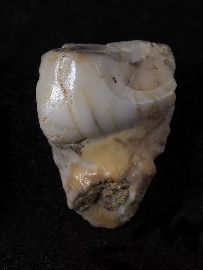 ¡Enorme hallazgo! Otro fósil de más de 400.000 años en la península ibérica. Cueva Des-Cubierta, Pinilla del Valle (Madrid). Molar muy desgastado, parece individuo de edad avanzada. Probablemente preneandertal. elmundo.es/madrid/2023/09…