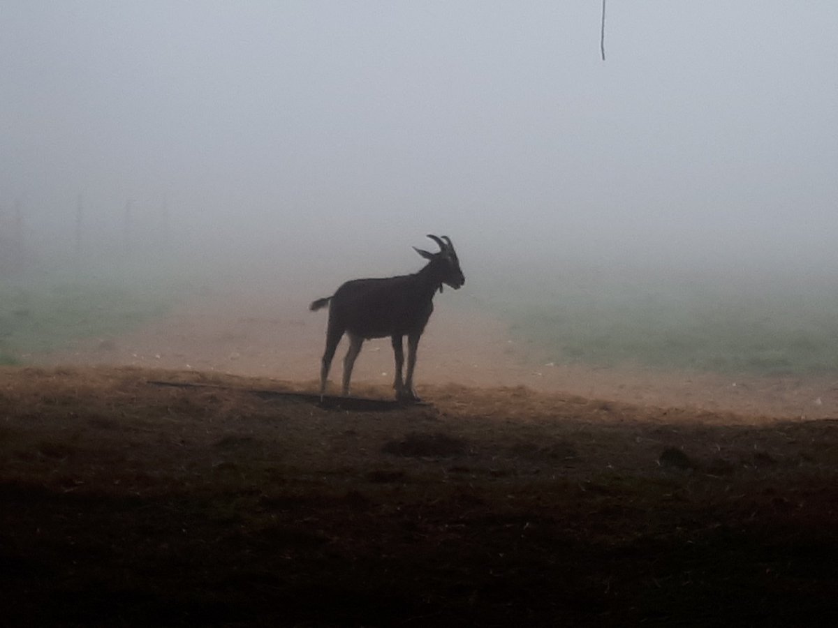 Silhouette in the morning mist ...