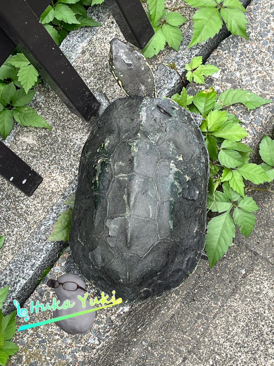 i__tu__ka's tweet photo. 道端で亀拾った… https://t.co/1LjvISaLzQ