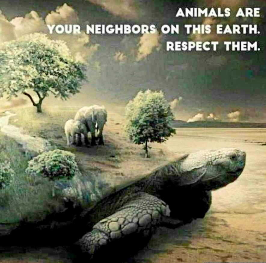 Have a cruelty free day 🐷✌

#neighbours #fellow #share  #kindness #compassion
#empathy #animalrights #treatothershowyouwanttobetreated #eggs #babies #lactoseintolerant
#dairyfree #prolife #cheese #bacon #football #vegetarian #bodybuilding #dogsofinstagram #heartdisease