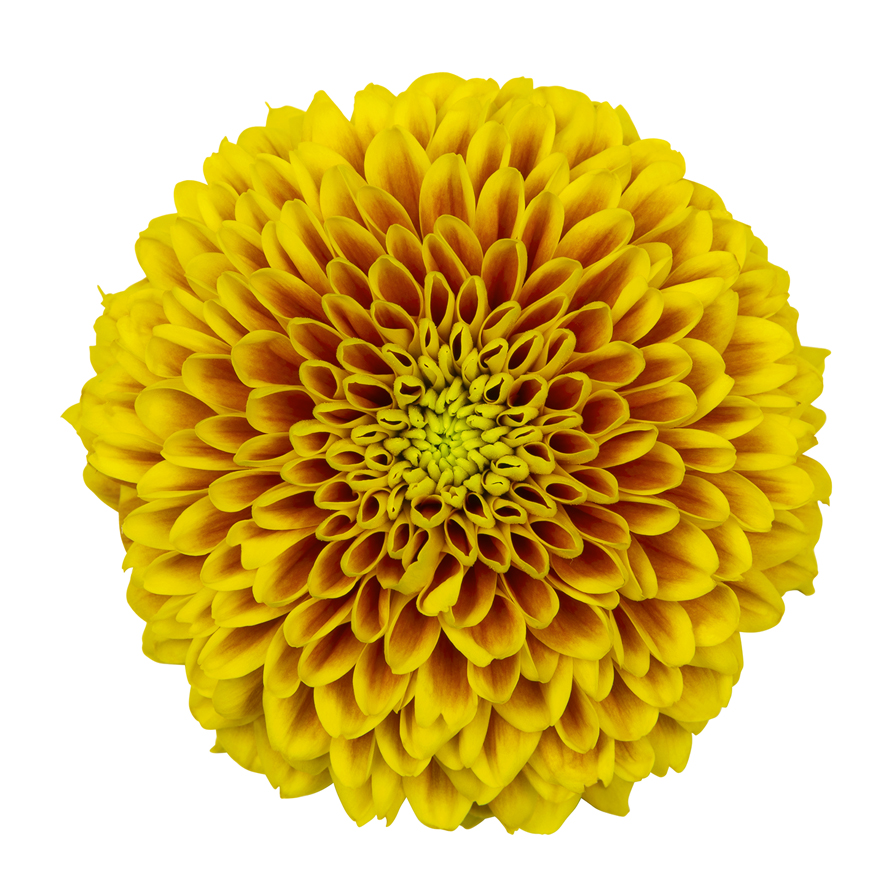 Of er nu herfstbladeren vallen of de zomerzon straalt, de nieuwe pluischrysant TROPICANA van <a href="/Deliflor/">Deliflor Chrysanten</a> voelt zich overal thuis! Deze topper wordt vanaf vrijdag 8-9 aangevoerd door <a href="/arcadiachrysant/">Arcadia Chrysanten</a> <a href="/Decorumcompany/">Decorum Company</a>