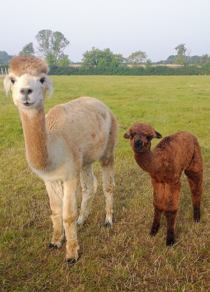 Orchard_Alpacas's tweet photo. Ginger and Jack you don't look too pleased to see me 😥 #thursdaymorning #thursdayvibes #goodmorning https://t.co/4Oac6121Em