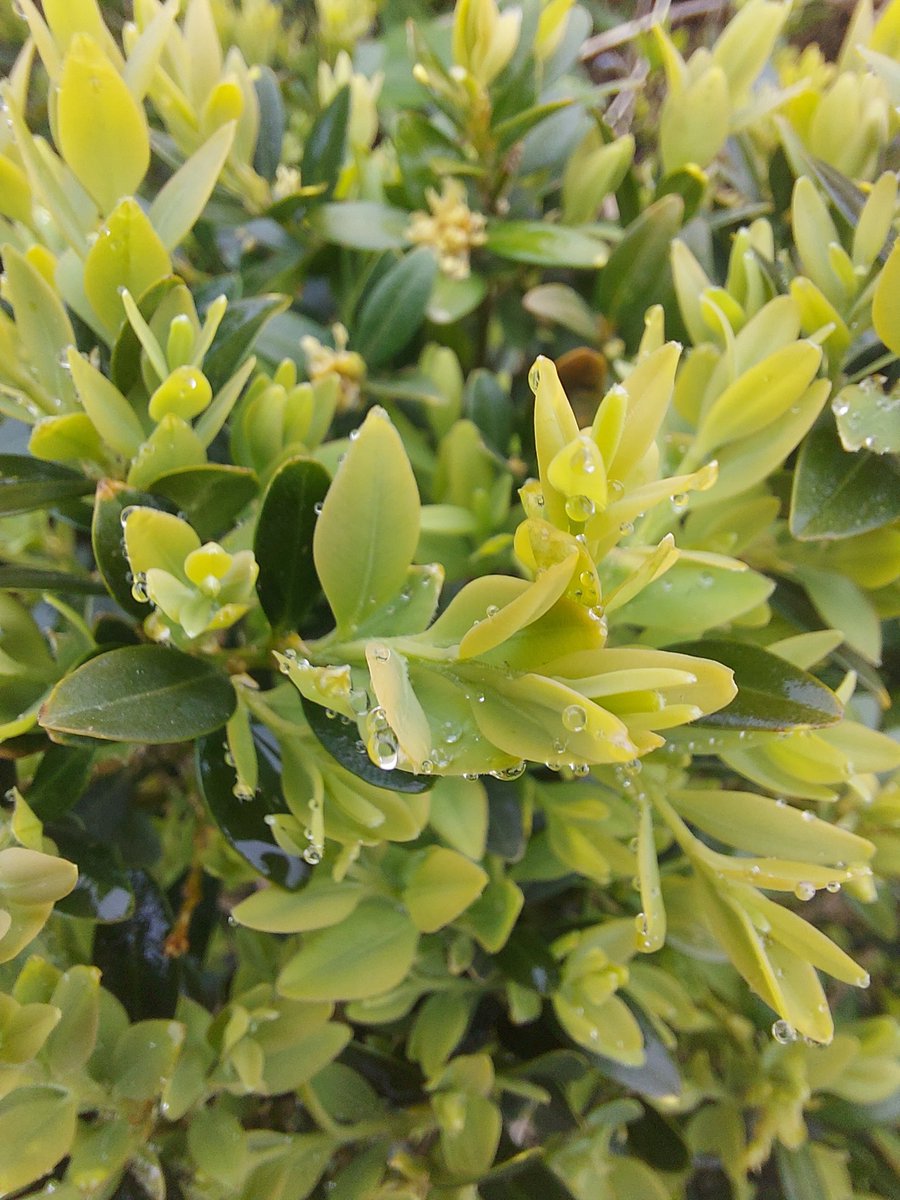 Daniel101 tweet media