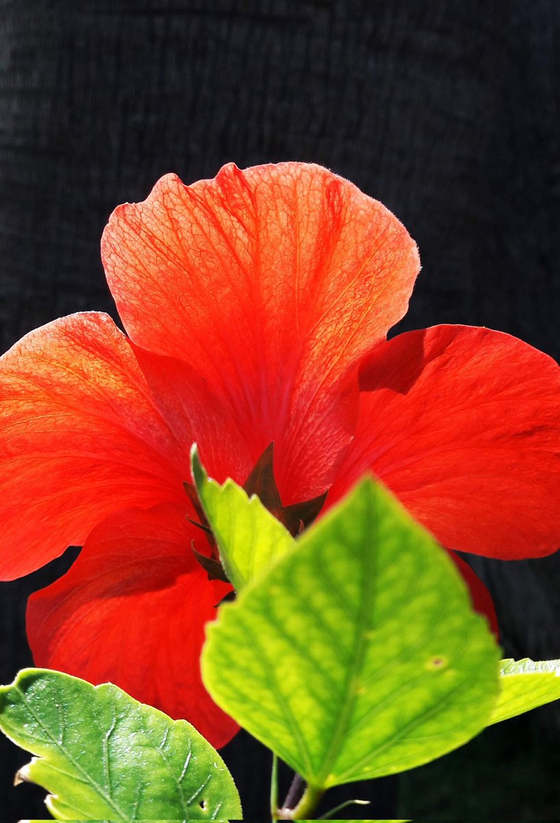 MiquelGilMartin's tweet photo. #Hibiscus #flor #fotografia #natura https://t.co/9OCm2lcWXl